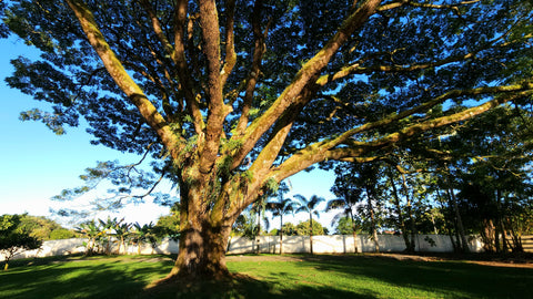 Mu Garden Sanctuary Sessions