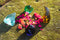 Shaman Chritos Brown Andara Yoni Egg