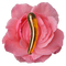 The Amrita Wand