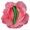 The Amrita Wand