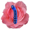 The Pleasure Lingam