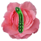 The Pleasure Lingam